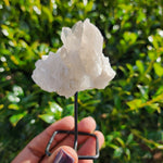 Elevaated Calm Clear Quartz