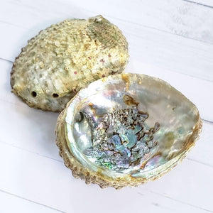 Elevated Calm Abalone Shell